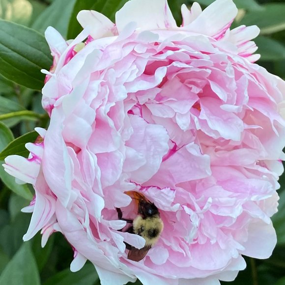 Meet your Posher, Amy - Picture 1 of 2